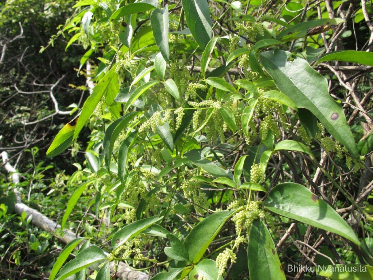 Dioscorea pentaphylla L.